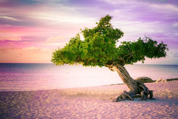 Aruba Divi strom — Stock fotografie