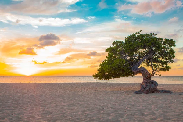 Praia da Árvore Aruba — Fotografia de Stock
