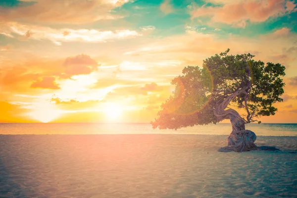 Aruba Sonnenuntergang Baum — Stockfoto