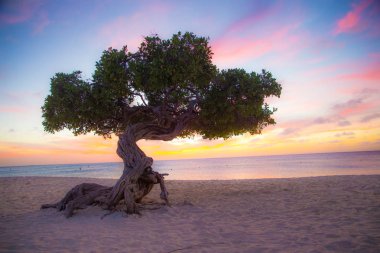 Aruba beach ağaç