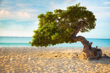 Aruba beach tree clipart