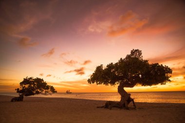 Aruba Divi Divi ağaçlar