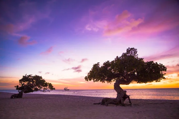 Aruba Divi Divi träd — Stockfoto