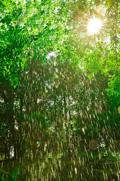 Lluvia cayendo árboles —  Fotos de Stock
