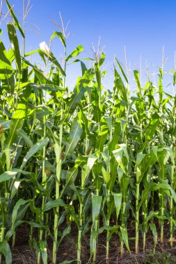 Çiftlik satır Mısır