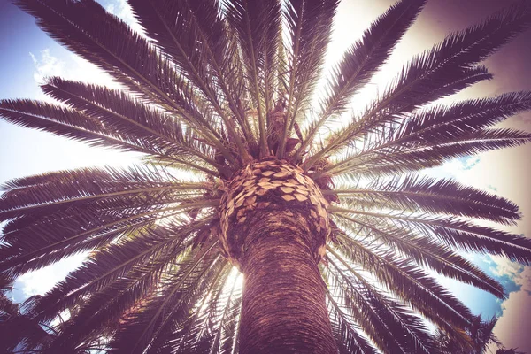 Palmera tropical — Foto de Stock