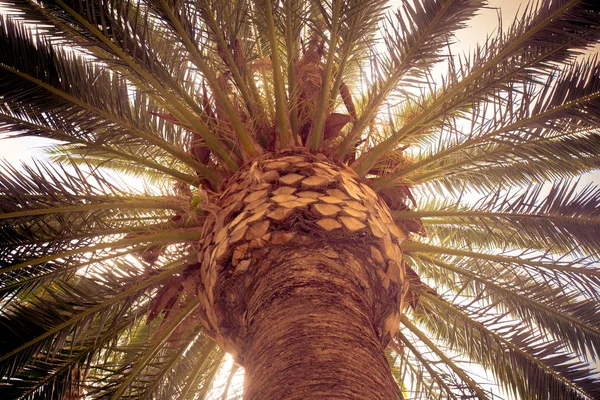 Retro palm tree — Stock Photo, Image