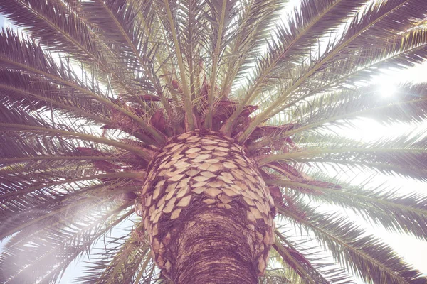 Retro palm tree — Stockfoto