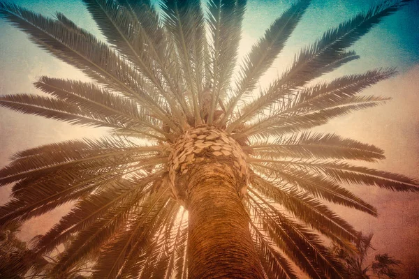 Ретро-пальма — стоковое фото