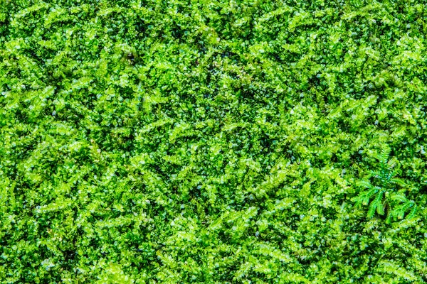 Couverture au sol Vert — Photo