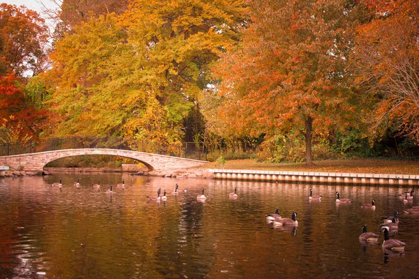 秋のアヒルの池 — ストック写真