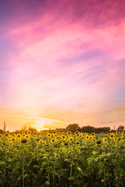 Campo Girasoles Bajo Cielo Puesta Sol Colorido — Foto de Stock