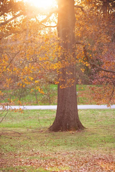 Frumos Copac Toamnă Frunze Colorate Lumina Soarelui Strălucind Prin — Fotografie, imagine de stoc