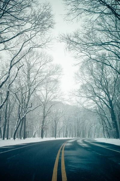 Road Snowy Day Bare Trees — Stock Photo, Image