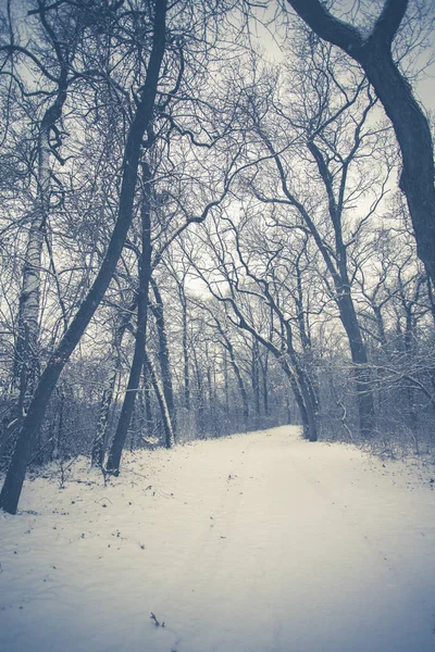 Inverno Árvores Nuas Neve Esta Uma Imagem Tonificada — Fotografia de Stock