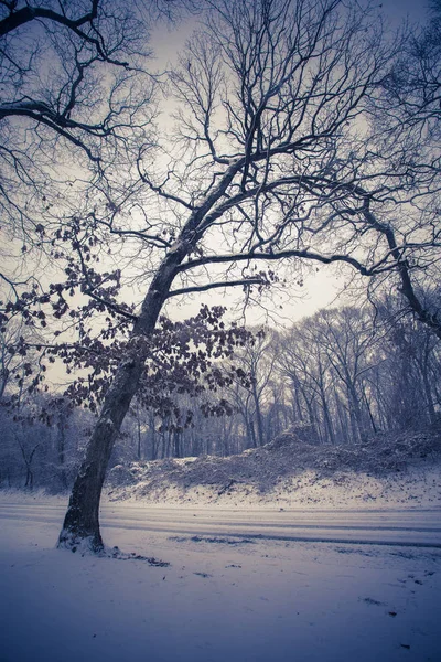 Γυμνά Δέντρα Χειμώνα Και Χιόνι Αυτό Είναι Μια Πιο Ήπια — Φωτογραφία Αρχείου