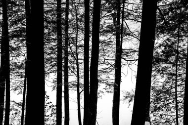 Minimalist tarzı görüntü kış ağaç ve kar