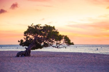 Aruba sahil Divi Divi ağaç ve renkli gökyüzü gün batımında