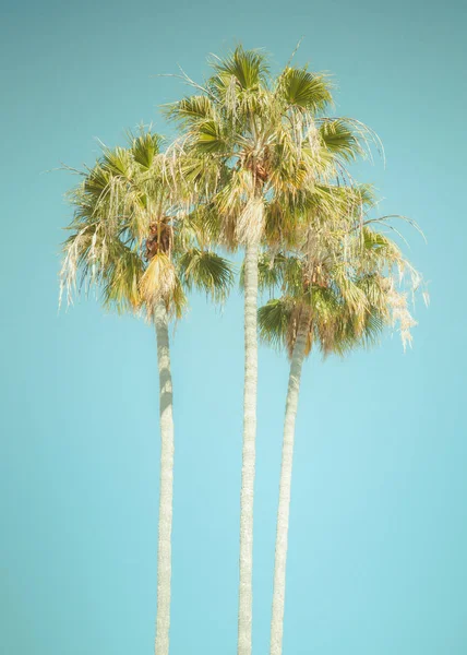 Palmeiras Tropicais Com Filtro Tom Retro Vintage — Fotografia de Stock