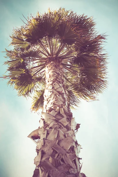 Tropische Palmboom Met Vintage Retro Toon Filter — Stockfoto