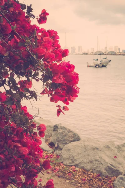 Doğal San Diego Sahil Boyunca Teknelerle Vintage Çiçek Sahne — Stok fotoğraf