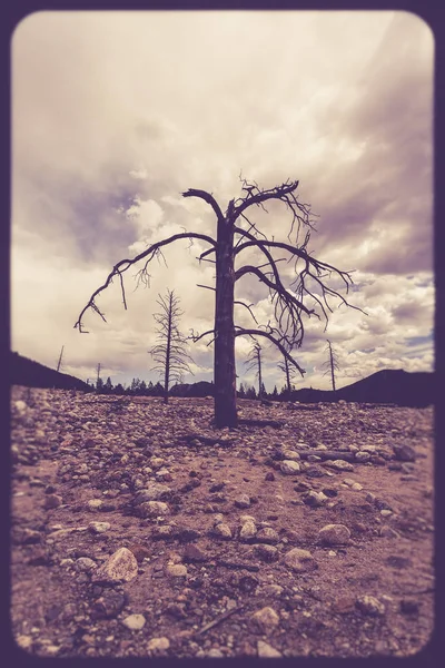 Вид Национального Парка Роки Маунтин Колорадо Одиноким Голым Деревом Безоблачным — стоковое фото