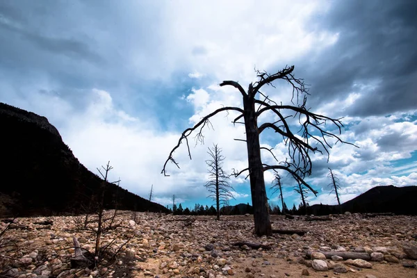 Вид Национального Парка Роки Маунтин Колорадо Одиноким Голым Деревом Безоблачным — стоковое фото