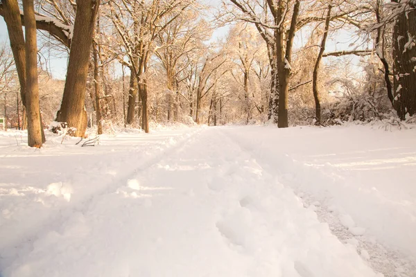 Vinterlandskap Med Snö Och Stig Genom Träd — Stockfoto