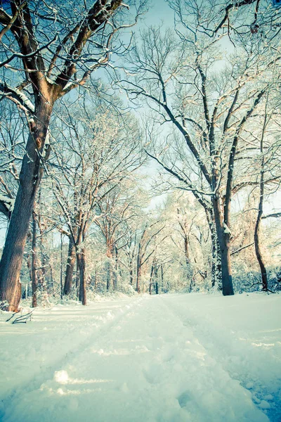 Paisagem Inverno Com Neve Caminho Através Árvores — Fotografia de Stock