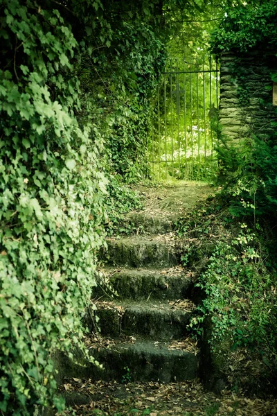 苔で覆われた城の庭の階段が生い茂ったツタに囲まれて — ストック写真