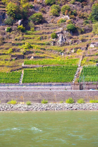 Weinterrassen Entlang Des Rheins Deutschland — Stockfoto