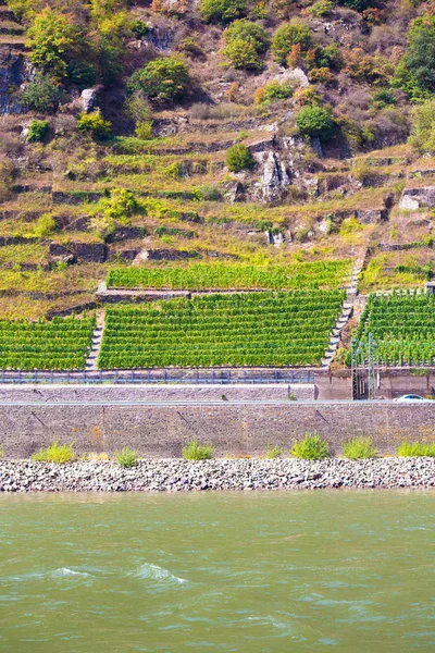 Vigneto Terrazze Visto Lungo Fiume Reno Germania — Foto Stock