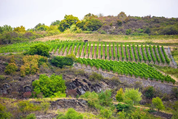 Terrace Vineyard Rhine River Germany — Stock Photo, Image