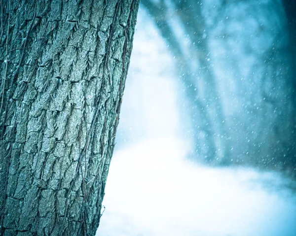 Paesaggio Naturale Invernale Primo Piano Corteccia Albero Durante Giorno Nevoso — Foto Stock