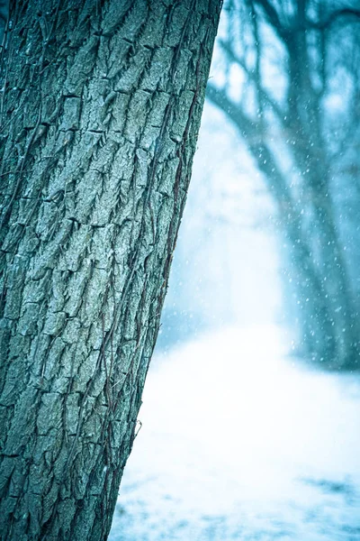 Winter Natuur Landschap Close Van Schors Boom Besneeuwde Dag — Stockfoto