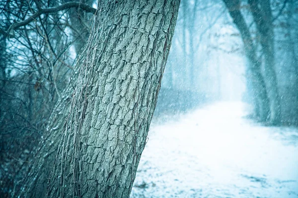 Зимовий Ландшафт Природи Крупним Планом Кори Дереві Сніжний День — стокове фото