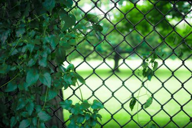 Chain-link fence with trees and leaves on summer day