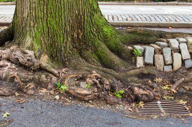 Urban New York City details; tree roots, cobblestone and storm drain seen on Manhattan street
