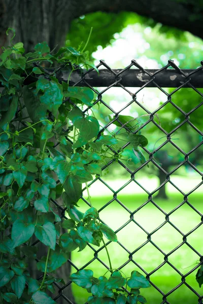 Chain Link Fence Trees Leaves Summer Day — 스톡 사진