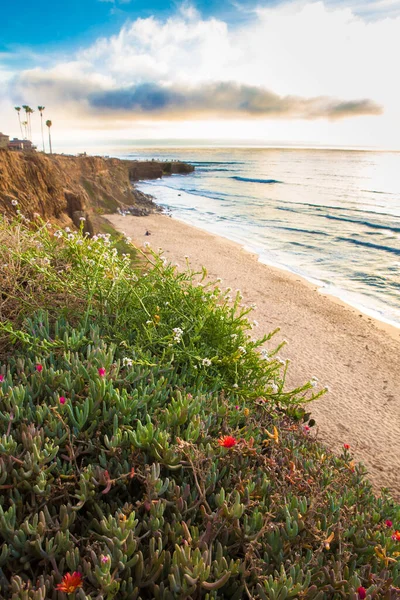 Southern California Landscape Sunset Cliffs Pacific Ocean Sand Wildflowers — Stok fotoğraf
