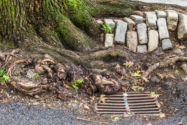 Urban New York City Details Tree Roots Cobblestone Storm Drain — ストック写真