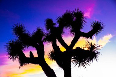 Arka planda renkli günbatımı olan güzel Joshua Tree 'nin silueti.