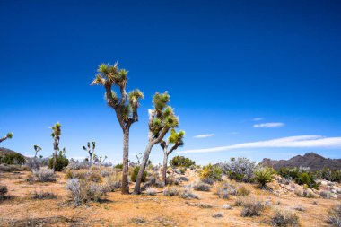 Joshua Tree California 'daki Joshua Tree Ulusal Parkı' ndan