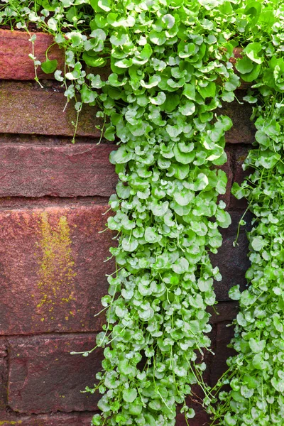 Parede Pedra Com Plantas Rastejantes — Fotografia de Stock