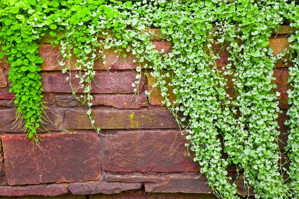 Kamienny Mur Pełzającymi Roślinami — Zdjęcie stockowe