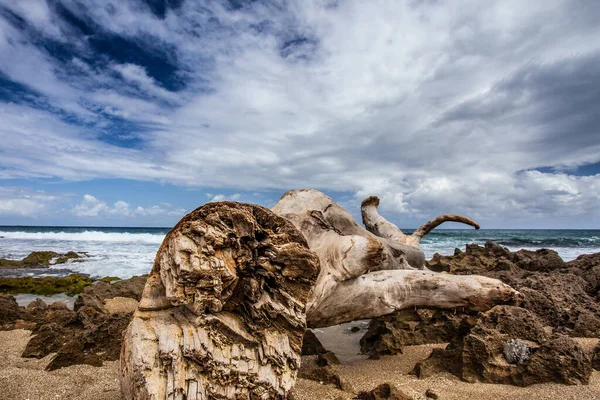 沿着海滨带沙子 大海和戏剧性的天空的废弃木材 — 图库照片