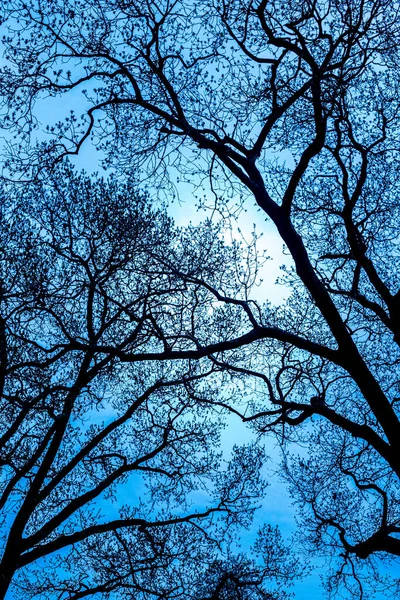 Bare Budding Tree Branches Looking Upwards Dark Evening Sky — Stock Photo, Image