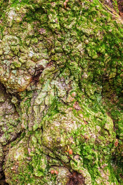 Detalhes Close Latido Tronco Árvore Com Solavancos Rebarbas — Fotografia de Stock