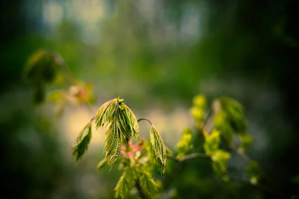 Image Plante Flétrie Morte — Photo