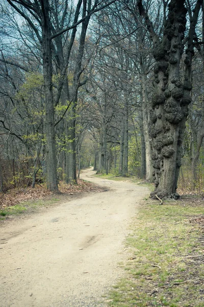 Dirt Hiking Trail Woods — Stock Photo, Image